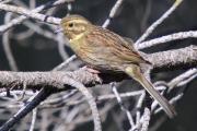 gratapalles femella (Emberiza cirlus)