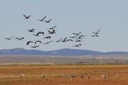 grues a gallocanta