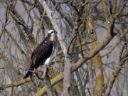 Àguila pescadora