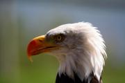 Águila Calva (Haliaeetus leucocephalus)