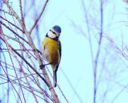 Herrerillo común ( parus caeruleus )