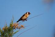 Jilguero ( carduelis carduelis )