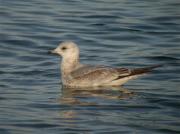 Gaviona cana (Larus canus)