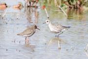 Pigre gris (Pluvialis squatarola) i Gamba roja vulgar