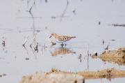 Territ menut (Calidris minuta)