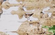 Territ de Temminck (Calidris temminckii)