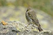 llucareta (Serinus citrinella)