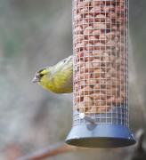 Lluer (Carduelis spinus)