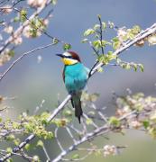 Abellerol (Merops apiaster)