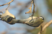 mallarengues carboneres (parus major)