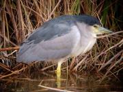 Martinet de nit (Nycticorax nycticorax)