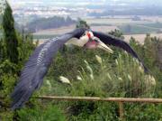 Marabú, marabout d'Afrique, marabou stork (Leptoptilos crumeniferus)