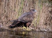 Marsh harrier, arpella, aguilucho lagunero (Circus aeruginosus)