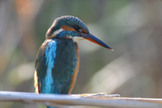 Blauet  (Martín Pescador)