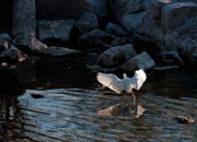 Martinet blanc (Egretta garzetta)