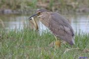 Martinet de nit - Martinete  (Nycticorax nycticorax)