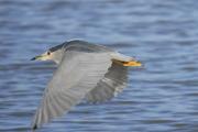 martinet de nit (Nycticorax nicticorax)