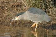 martinet de nit (Nycticorax nicticorax)