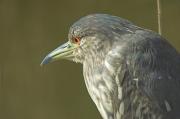 retrat de martinet de nit (Nycticorax nycticorax)