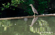 Martinet de Nit  (Nycticorax nictycorax)