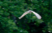 Martinet de Nit  (Nycticorax nictycorax)