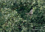 Martinet de Nit  (Nycticorax nictycorax)