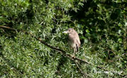 Martinet de Nit  (Nycticorax nictycorax)