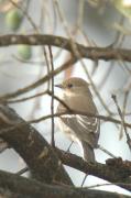 mastegatatxes femella (Ficedula hypoleuca)