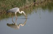 Bernat pescaire (Ardea cinerea)