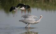 Bernat pescaire (Ardea cinerea)