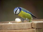 Mallerenga blava, herrerillo comú (Parus caeruleus)