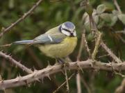 Mallerenga blava, herrerillo común (Parus caeruleus)