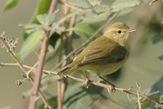 mosquiter comú (philloscopus collybita)