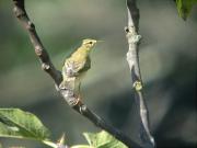 Mosquiter de Passa, mosquitero musical (Phylloscopus trochilus)