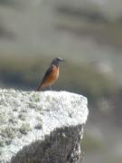 Merla roquera mascle, roquero rojo (Monticola saxatilis)