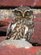 Mussol comú, mochuelo (Athene noctua)