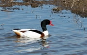 Ànec blanc (Tadorna tadorna)