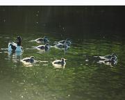 Ànec blanc. Tarro blanco (Tadorna tadorna)