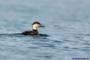 Ànec negre. Melanitta nigra