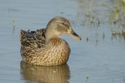 ánec collverd femella (Anas platyrhynchos)