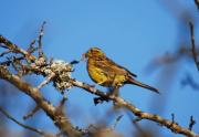 Verderola femella  (Emberiza citrinella)