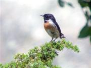 Bitxac comú, Tarabilla común (Saxicola torquatus)