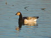 Oca de galta blanca (Branta leucopsis)