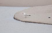 Gavina corsa (Larus audouinii)