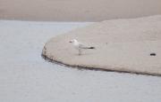 Gavina corsa (Larus audouinii)