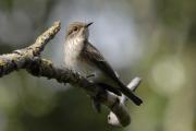 papamosques gris (Muscicapa striata)