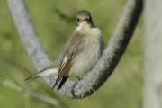 papamosques gris (Muscicapa striata)