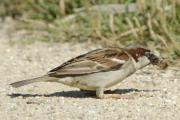 pardal (Passer domesticus)