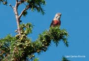 Passarell (Carduelis cannabina)