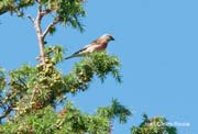 Passarell (Carduelis cannabina)